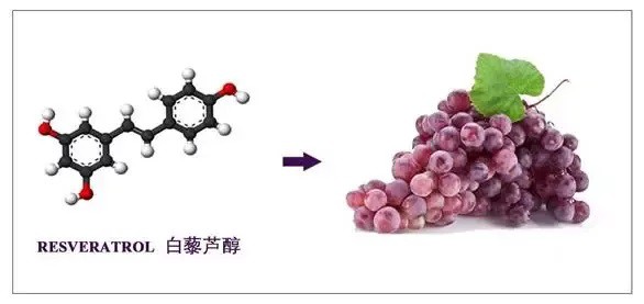 Resveratrol and Grape Resveratrol and Grape