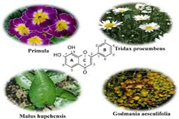 Pure 7,8-dihydroxyflavone Powder CAS 38183-03-8 Pure 7,8-dihydroxyflavone Powder CAS 38183-03-8