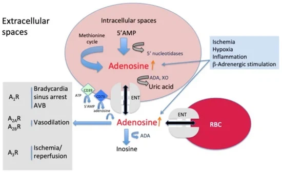 adenosine adenosine